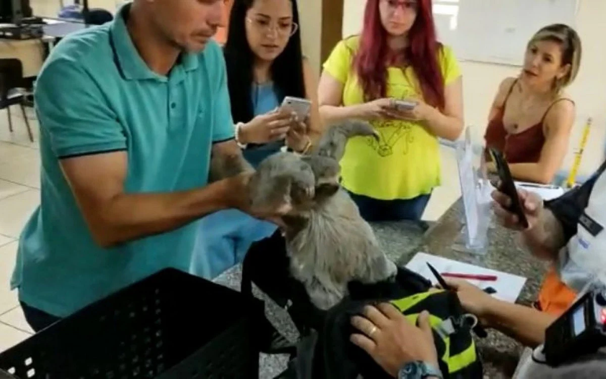 Notícias Homens são presos bicho preguiça na mochila na saída do